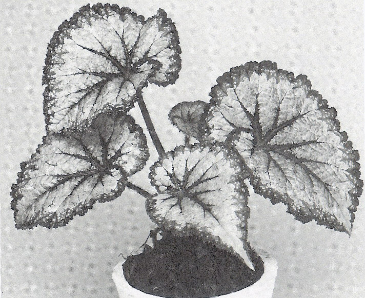 B. ‘Barbara Lepisto’